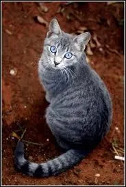 Lequel des trois chatons est aveugle ?