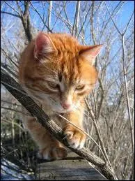 Lequel veut devenir le guerrier le plus loyal de son Clan ?