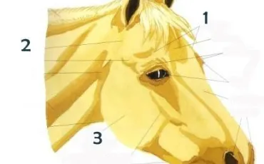 Quiz Galop 3