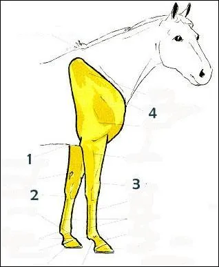 Quelles sont ces 4 parties des membres antrieurs ?