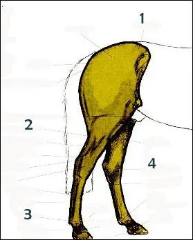 Quelles sont ces 4 parties des membres postrieurs ?