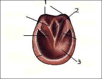 Quelles sont ces parties du sabot ?