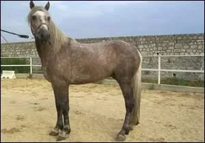 Comment dfinit-on cette robe ?