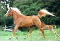 Quelle est cette robe ?