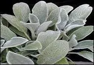 Que dit-on de l'aspect d'une plante présentant tout ou partie recouverte d'un duvet de poils fins serrés ?