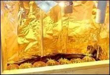 Aprs la dcouverte de 300 pieds de cannabis chez leur mre, deux frres ont t condamns par le tribunal correctionnel  :