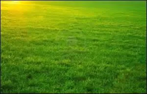 Allez-vous amander vos pelouses si vous ne l'avez fait le mois dernier ?