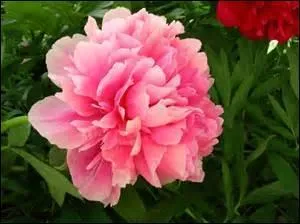 On la dit "impériale". Reine des fleurs pour les Chinois, elle est aussi appelée "boule de feu" et vous devez la chouchouter, elle est capricieuse.