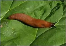 Vos salades vous rendent fiers, mais un danger les guette. Une astuce pour s'en débarrasser : de la bière à proximité de vos légumes ! Qui va se saouler ?