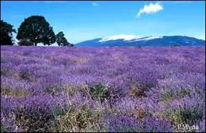 Elle pourrait ne pas aimer, cependant elle n'en sera que plus belle si vous la rabattez.