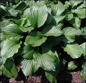 Ces vivaces qui commencent à sortir de terre vont décliner une palette de formes, couleurs et textures de feuilles qui en compliquent le choix. Elles aiment les sols humides et l'ombre.