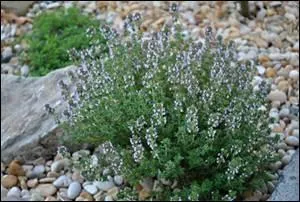 Pour parfumer vos grillades à venir n'omettez pas de marcotter le thym.