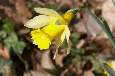 Narcisse jaune, appel Jonquille, quelle sont les vertus de cette fleur de printemps ?