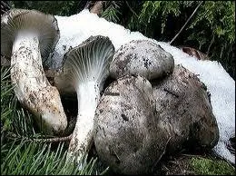 Quel est ce champignon comestible qui pousse au mois de mars ?