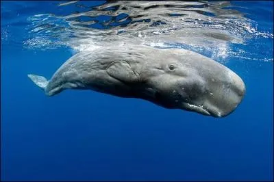 Quel groupe de lettres faut-il insrer parmi celles composant le nom d'une coiffure militaire, pour obtenir le nom de ce mammifre marin ?