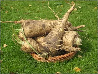 Vous avez la rponse  la question prcdente (mais oui c'tait facile). Quelle lettre devez-vous enlever pour trouver le nom de cette plante potagre ?