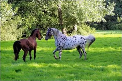 Vous allez donc chercher un cheval que vous n'avez jamais vu, la seule indication qu'on vous donne, c'est que cet équidé a 1 balzane haut-chaussée et que c'est le seul. Qu'est-ce qu'une balzane ?
