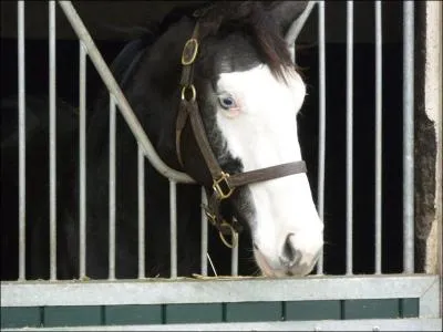 Vous passez à côté d'un poney et vous remarquez que sa bouche entièrement blanche . Mais vous n'arrivez plus à déterminer ce que c'est :