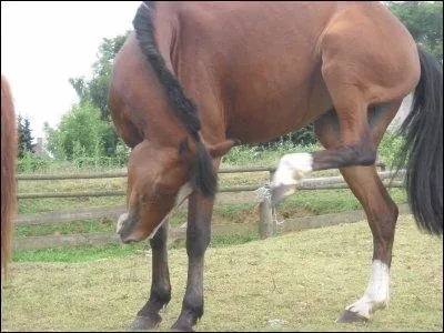 Vous venez de découvrir que le cheval que vous montez habituellement est une jument (surprise !) et pourtant, vous étiez sûr que c'était un hongre ! Comment avez-vous fait pour vous tromper ? (1 rép.)