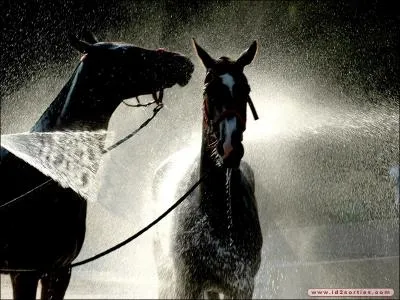 Vous voulez doucher votre équidé, mais vous ne vous rappelez plus si vous devez le faire en hiver ou en été :