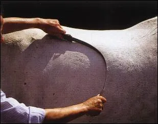 Vous venez de le doucher et vous avez encore oublié (Alzheimer touche tôt dans votre centre équestre ;) quel objet il faut utiliser pour lui enlever les gouttelettes d'eau :