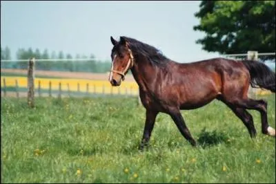 Parmi ces noms de robes, trouvez les 2 robes composées (robe simple + crins et membres noirs) :