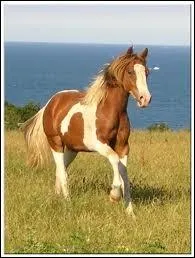 Comment s'appelle la robe avec 2 plaques de couleurs séparées ?