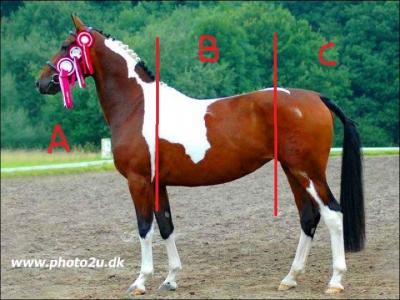 Comment s'appelle la partie du milieu, dans le corps du cheval ? (lettre B sur l'image)