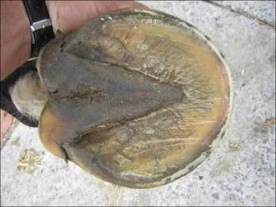 Comment s'appelle la partie du sabot du cheval qu'il faut éviter de curer trop fort au risque de faire mal à votre équidé ?