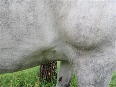 Vous êtes en train de panser un équidé quand vous découvrez une plaie profonde sur le passage de sangle ; que faites-vous ? (plusieurs réponses possibles)