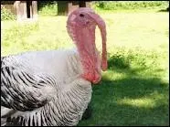 Comment appelle-t-on un dindon en espagnol ?