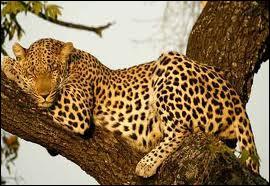 Comment appelle-t-on le lopard en espagnol ?