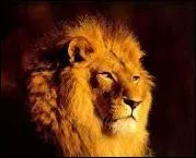 Comment appelle-t-on le lion en espagnol ?