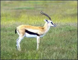 Comment appelle-t-on la gazelle en espagnol ?