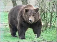 Comment appelle-t-on l'ours en espagnol ?