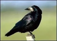 Comment appelle-t-on le corbeau en espagnol ?