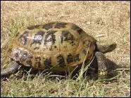 Comment appelle-t-on la tortue en espagnol ?