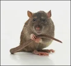 Comment dit-on rat en italien ?