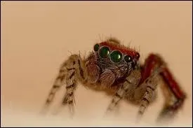 Comment dit-on araigne en polonais ?