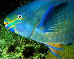 Comment dit-on poisson en crole hatien ?