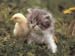 Quiz Animaux