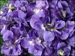Quelle ville italienne a pour emblme la violette ?