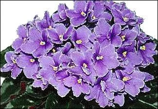 Quel genre d'amour est symbolis par la violette ?