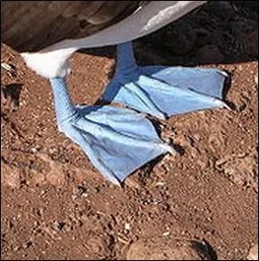 A quelle espce d'oiseau de mer appartiennent ces   pieds bleus   ?