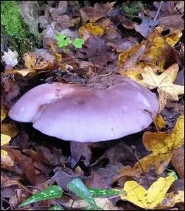 Quel est ce champignon comestible affectionnant les sols calcaires ?