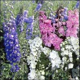 Quel est le nom de cette fleur que l'on appelle galement Delphinium ?