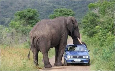 L�, elle est carr�ment minuscule, face � la masse et la trompe de l'�l�phant, mais lorsque l'�l�phant charge, est-ce qu'il court ?