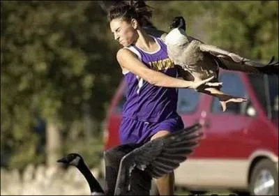 Ca peut arriver, vous �tes distrait, vous vous retournez pour admirer un papillon et paf ...