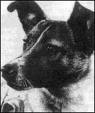 Laka, petite chienne russe, a t la premire  tre lance dans l'espace sur  Spoutnik 2  en 1957, qu'est-il advenu d'elle ?