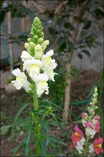 Quelle est cette fleur ? (agrandir la photo)